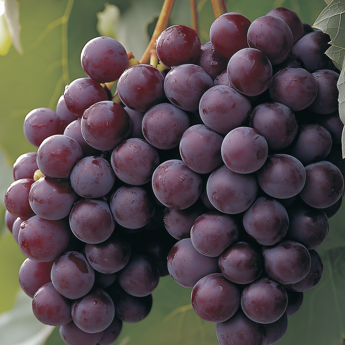 Close-up Canon photo of purple grape pulp, with vibrant colors and detailed texture for a poster