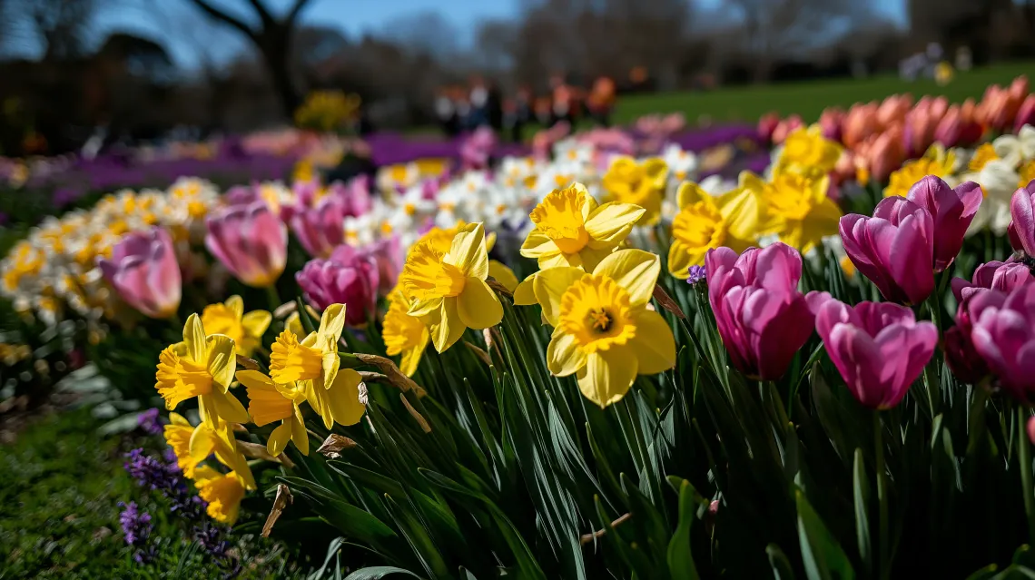 Flower field in full bloom under a vibrant blue sky.