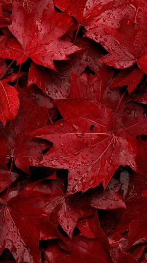 Autumn Leaves in Vivid Splendor