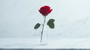 A Single Red Rose