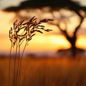 African Grassland