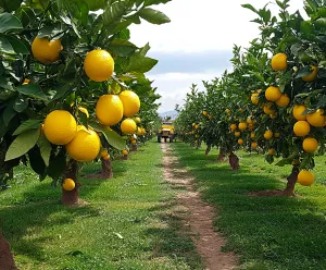 Citrus Groves