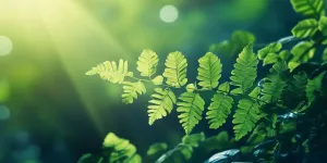 Sunlit Vibrant Green Plant